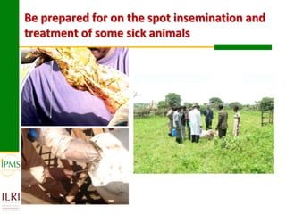 Technological options and approaches to improve supply of desirable animal genetic material for dairy and beef development: IPMS Experience