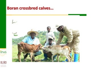 Technological options and approaches to improve supply of desirable animal genetic material for dairy and beef development: IPMS Experience