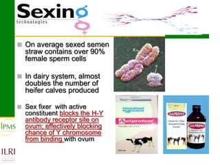 Technological options and approaches to improve supply of desirable animal genetic material for dairy and beef development: IPMS Experience