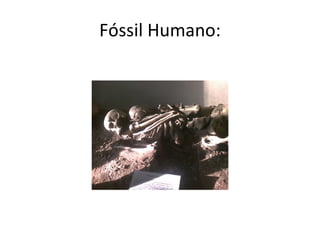 Fóssil Humano: 