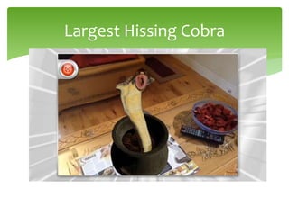 Largest Hissing Cobra
 