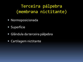 Terceira pálpebra
     (membrana nictitante)
 Normoposicionada

 Superfície

 Glândula da terceira pálpebra

 Cartilagem nictitante
 