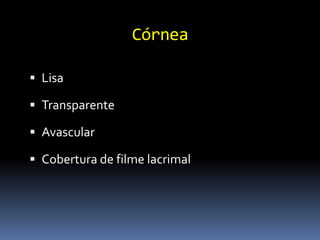 Córnea

 Lisa

 Transparente

 Avascular

 Cobertura de filme lacrimal
 