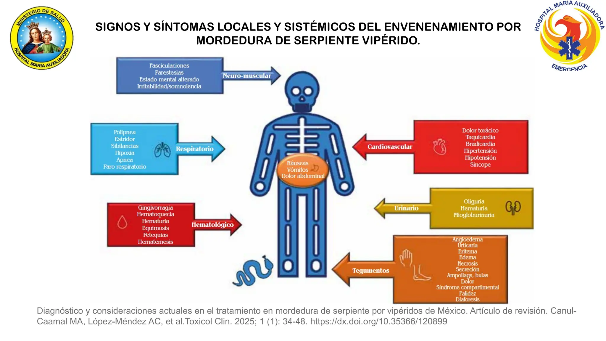 SIGNOS Y SÍNTOMAS LOCALES Y SISTÉMICOS DEL ENVENENAMIENTO POR
MORDEDURA DE SERPIENTE VIPÉRIDO.
Diagnóstico y consideraciones actuales en el tratamiento en mordedura de serpiente por vipéridos de México. Artículo de revisión. Canul-
Caamal MA, López-Méndez AC, et al.Toxicol Clin. 2025; 1 (1): 34-48. https://dx.doi.org/10.35366/120899
 