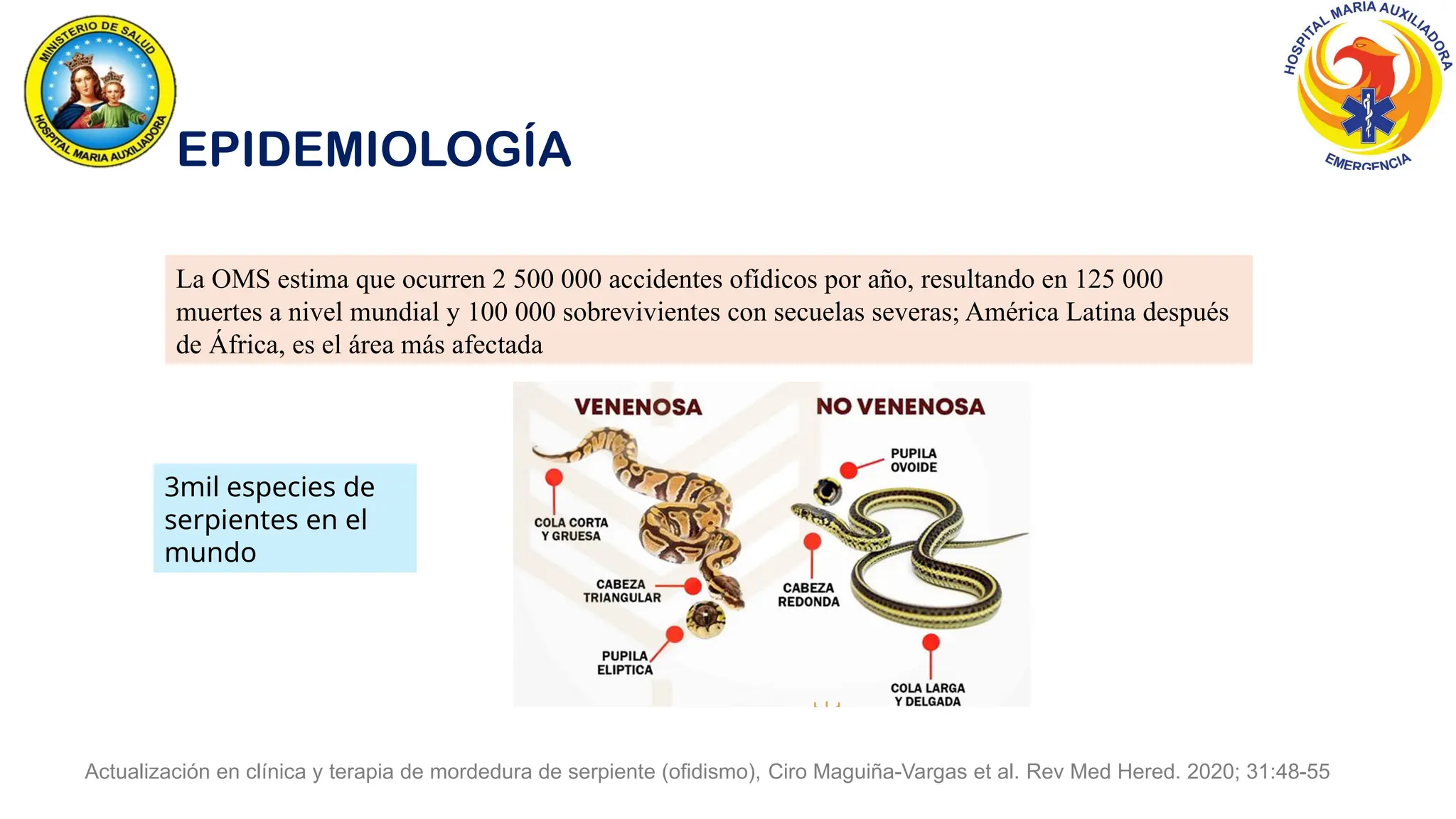 EPIDEMIOLOGÍA
La OMS estima que ocurren 2 500 000 accidentes ofídicos por año, resultando en 125 000
muertes a nivel mundial y 100 000 sobrevivientes con secuelas severas; América Latina después
de África, es el área más afectada
Actualización en clínica y terapia de mordedura de serpiente (ofidismo), Ciro Maguiña-Vargas et al. Rev Med Hered. 2020; 31:48-55
3mil especies de
serpientes en el
mundo
 