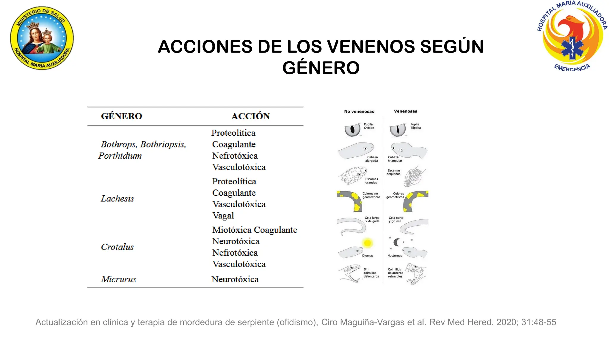 ACCIONES DE LOS VENENOS SEGÚN
GÉNERO
Actualización en clínica y terapia de mordedura de serpiente (ofidismo), Ciro Maguiña-Vargas et al. Rev Med Hered. 2020; 31:48-55
 