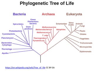 https://en.wikipedia.org/wiki/Tree_of_life CC BY-SA
 