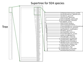 Supertree for 924 species
Tree
 