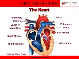 FIRST AID TRAINING
“Learn a Skill Save a Life”
The Heart
Superior
Vena Cava
Right Atrium
Right Ventricle
Inferior Vena Cava
Aorta
Left Atrium
Left ventricle
Pulmonary
arteries
Pulmonary
veins
 