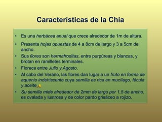 • Es una herbácea anual que crece alrededor de 1m de altura.
• Presenta hojas opuestas de 4 a 8cm de largo y 3 a 5cm de
ancho.
• Sus flores son hermafroditas, entre purpúreas y blancas, y
brotan en ramilletes terminales.
• Florece entre Julio y Agosto.
• Al cabo del Verano, las flores dan lugar a un fruto en forma de
aquenio indehiscente cuya semilla es rica en mucílago, fécula
y aceite.
• Su semilla mide alrededor de 2mm de largo por 1,5 de ancho,
es ovalada y lustrosa y de color pardo grisáceo a rojizo.
Características de la Chía
 