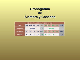 CRONOGRAMA de SIEMBRA y COSECHA - 2013
MES ABR MAY JUN JUL AGO SEP OCT NOV DIC TOTAL
ACTIVIDAD SIEMBRA S - C COSECHA
HECTÁREAS 12 12 12 12 12.12 12 12 12 12 60 H
GRUPOS A B C D E - A B C D E 5 G
Cronograma
de
Siembra y Cosecha
 