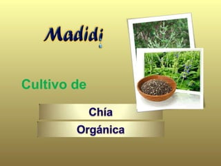 Cultivo de
 