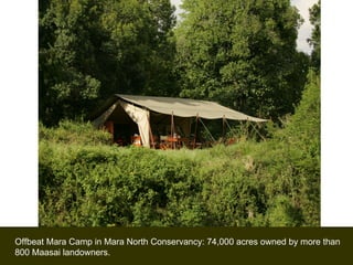 Offbeat Mara Camp in Mara North Conservancy: 74,000 acres owned by more than 800 Maasai landowners.  