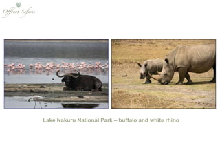 Lake Nakuru National Park – buffalo and white rhino 