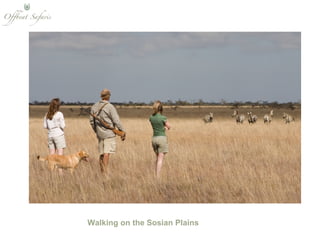 Walking on the Sosian Plains 