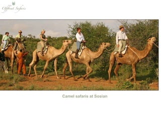 Camel safaris at Sosian  