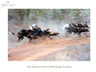 The Sosian Pack of Wild Dogs Hunting  