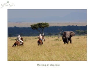 Meeting an elephant 