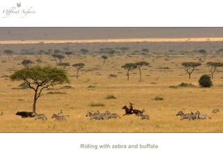 Riding with zebra and buffalo 