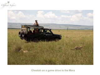 Cheetah on a game drive in the Mara 
