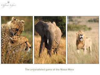 The unparalleled game of the Masai Mara 