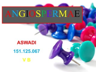 ASWADI
151.125.067
V B
ANGIOSPERMAE
 