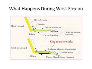 What Happens During Wrist Flexion




                  One muscle works
 