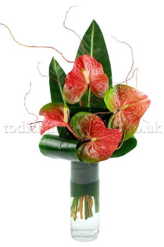 Office Flowers & Plants Delivery by Top London Florist Todich Floral Design