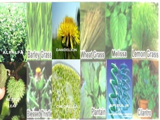 ALFALFA

DANDELION

NETTLE
LEAF

CHLORELLA

SPIRULIN
A

 