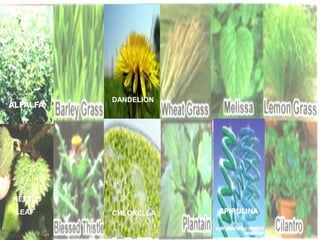 SPIRULINA
ALFALFA
DANDELION
NETTLE
LEAF CHLORELLA
 