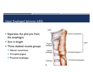 Comprehensive Overview of Esophageal Diseases: Anatomy, Disorders, and ...