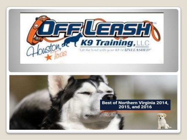 leash k9 training