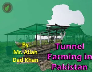Off season vegetables in urdu in Pakistan A presentation By Mr Allah ...