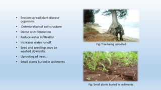 • Erosion spread plant disease
organisms.
• Deterioration of soil structure
• Dense crust formation
• Reduce water infiltration
• Increases water runoff
• Seed and seedlings may be
washed downhills.
• Uprooting of trees.
• Small plants buried in sediments
Fig: Tree being uprooted
Fig: Small plants buried in sediments
 