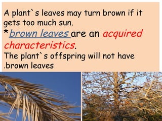 Offspring like their parents | PPT
