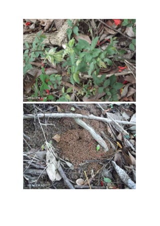 Trabalho de Campo - Horto Florestal