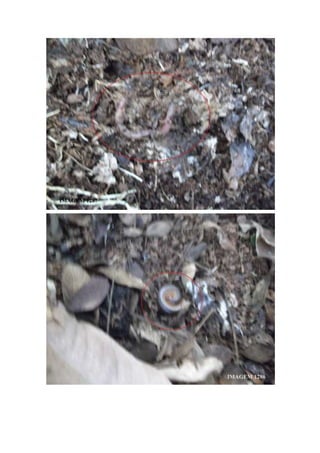 Trabalho de Campo - Horto Florestal