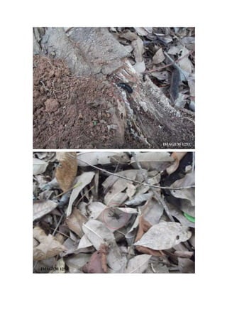 Trabalho de Campo - Horto Florestal