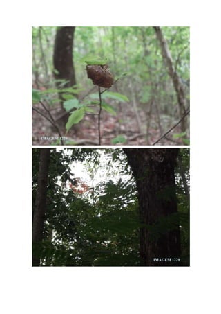 Trabalho de Campo - Horto Florestal