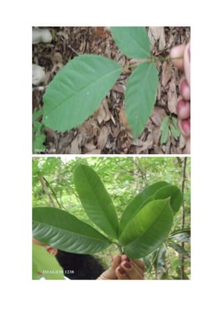 Trabalho de Campo - Horto Florestal