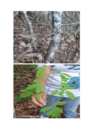 Trabalho de Campo - Horto Florestal