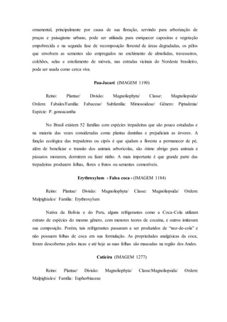 ornamental, principalmente por causa de sua floração, servindo para arborização de
praças e paisagismo urbano, pode ser utilizada para enriquecer capoeiras e vegetação
empobrecida e na segunda fase de recomposição florestal de áreas degradadas, os pêlos
que envolvem as sementes são empregados no enchimento de almofadas, travesseiros,
colchões, selas e estofamento de móveis, nas estradas vicinais do Nordeste brasileiro,
pode ser usada como cerca viva.
Pau-Jacaré (IMAGEM 1190)
Reino: Plantae/ Divisão: Magnoliophyta/ Classe: Magnoliopsida/
Ordem: Fabales/Família: Fabaceae/ Subfamília: Mimosoideae/ Gênero: Piptadenia/
Espécie: P. gonoacantha
No Brasil existem 52 famílias com espécies trepadeiras que são pouco estudadas e
na maioria das vezes consideradas como plantas daninhas e prejudiciais as árvores. A
função ecológica das trepadeiras ou cipós é que ajudam a floresta a permanecer de pé,
além de beneficiar o transito dos animais arborícolas, são ótimo abrigo para animais e
pássaros morarem, dormirem ou fazer ninho. A mais importante é que grande parte das
trepadeiras produzem folhas, flores e frutos ou sementes comestíveis.
Erythroxylum - Falsa coca - (IMAGEM 1184)
Reino: Plantae/ Divisão: Magnoliophyta/ Classe: Magnoliopsida/ Ordem:
Malpighiales/ Família: Erythroxylum
Nativa da Bolívia e do Peru, alguns refrigerantes como a Coca-Cola utilizam
extrato de espécies do mesmo gênero, com menores teores de cocaína, e outros imitavam
sua composição. Porém, tais refrigerantes passaram a ser produzidos de “noz-de-cola” e
não possuem folhas de coca em sua formulação. As propriedades analgésicas da coca,
foram descobertas pelos incas e até hoje as suas folhas são mascadas na região dos Andes.
Cutieira (IMAGEM 1277)
Reino: Plantae/ Divisão: Magnoliophyta/ Classe:Magnoliopsida/ Ordem:
Malpighiales/ Família: Euphorbiaceae
 