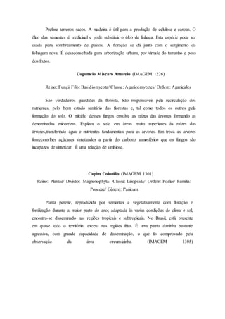 Prefere terrenos secos. A madeira é útil para a produção de celulose e canoas. O
óleo das sementes é medicinal e pode substituir o óleo de linhaça. Esta espécie pode ser
usada para sombreamento de pastos. A floração se dá junto com o surgimento da
folhagem nova. É desaconselhada para arborização urbana, por virtude do tamanho e peso
dos frutos.
Cogumelo Míscaro Amarelo (IMAGEM 1226)
Reino: Fungi/ Filo: Basidiomycota/ Classe: Agaricomycetes/ Ordem: Agaricales
São verdadeiros guardiões da floresta. São responsáveis pela recirculação dos
nutrientes, pelo bom estado sanitário das florestas e, tal como todos os outros pela
formação do solo. O micélio desses fungos envolve as raízes das àrvores formando as
denominadas micorrizas. Explora o solo em àreas muito superiores às raízes das
àrvores,transferindo água e nutrientes fundamentais para as àrvores. Em troca as àrvores
fornecem-lhes açúcares sintetizados a partir do carbono atmosférico que os fungos são
incapazes de sintetizar. É uma relação de simbiose.
Capim Colonião (IMAGEM 1301)
Reino: Plantae/ Divisão: Magnoliophyta/ Classe: Liliopsida/ Ordem: Poales/ Família:
Poaceae/ Gênero: Panicum
Planta perene, reproduzida por sementes e vegetativamente com floração e
fertilização durante a maior parte do ano; adaptada às varias condições de clima e sol,
encontra-se disseminado nas regiões tropicais e subtropicais. No Brasil, está presente
em quase todo o território, exceto nas regiões frias. É uma planta daninha bastante
agressiva, com grande capacidade de disseminação, o que foi comprovado pela
observação da área circunvizinha. (IMAGEM 1305)
 