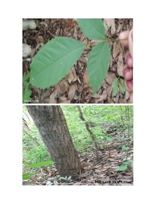 Trabalho a campo -  Horto Florestal