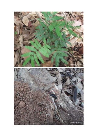 Trabalho a campo -  Horto Florestal