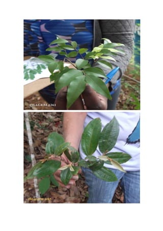 Trabalho a campo -  Horto Florestal