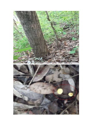 Trabalho a campo -  Horto Florestal