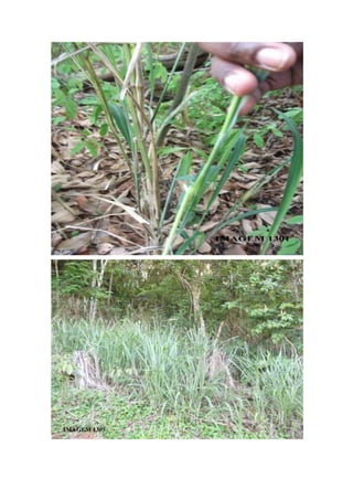 Trabalho a campo -  Horto Florestal