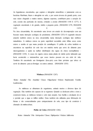 As leguminosas encontradas, que captam o nitrogênio atmosférico e juntamente com as
bactérias Rizobium, fixam o nitrogênio no solo, e por serem árvores de grande porte, com
suas raízes chegando a muitos metros, algumas expostas, contribuem para a aeração do
solo, coesão das partículas do mesmo, evitando a erosão (IMAGEM 1188 E 1277). A
vegetação encontrada é de grande, médio e pequeno porte. (IMAGEM 1278, IMAGEM
1183 E 1187)
Na área circunvizinha, foi encontrado uma árvore em estado de decomposição com um
besouro numa interação ecológica de predatismo. (IMAGEM 1253) O cogumelo míscaro
amarelo também estava na área circunvizinha numa interação ecológica tipo simbiose
mutualística. A minhoca estava na parte superficial escondida entre folhas secas como
estava a aranha só que numa posição de camuflagem. O piolho de cobra também se
encontrava na superfície do solo rico em matéria morta que serve de alimento para
microoganismos e ajuda na melhor distribuição das águas da chuva (serrapilheira) –
(IMAGEM 1230). A casca da cigarra estava numa planta de médio porte indicando que
havia acontecido a metamorfose que esses insetos passam em seu ciclo de vida.
Também foi encontrado um formigueiro (lava-pés) com fruto próximo que talvez vá
servir de alimento para as formigas ou outros animais. (IMAGEM 1293)
Minhoca (IMAGEM 1287)
Reino: Animalia/ Filo: Annelida/ Classe: Oligochaeta/ Ordem: Haplotaxida/ Família:
Lumbricidae.
As minhocas se alimentam de organismos, animais mortos e diversos tipos de
vegetação. Elas também são capazes de se regenerar. Quando se deslocam sobre a terra e
constroem túneis, as minhocas tornam o solo mais arejado. Isso facilita a circulação de ar
e permite que a água se infiltre melhor. Estas também são utilizadas para fabricação de
húmus e são comercializadas para enriquecimento do solo, esse tipo de comércio é
chamado de minhocultura.
Piolho de Cobra (IMAGEM 1286)
Reino: Animalia/ Filo: Artrópodes/ Classe: Diplópodes/ Ordem: Juliformia
 