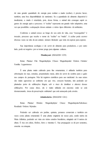 de uma grande quantidade de energia para realizar a muda (ecdise), é preciso haver,
também, uma boa disponibilidade de nutrientes. Se a quantidade de alimento disponível é
insuficiente, a muda é retardada, pois, dessa forma, o animal não consegue suprir os
gastos de energia após o processo. A “ecdise” representa um grande valor adaptativo, uma
vez que possibilita a adequação desses animais a vários tipos diferentes de ambientes.
Conforme o animal cresce ao longo do seu ciclo de vida, esse “exoesqueleto” é
trocado, processo que recebe o nome de “ecdise” ou “muda”. A ecdise pode ocorrer
diversas vezes na vida de um animal, número ilimitado que vária de espécie para espécie.
Sua importância ecológica é de servir de alimento para predadores, e por outro
lado, pode ser negativa por se tornar praga para algumas culturas.
Flamboyant (IMAGEM 1229)
Reino: Plantae/ Filo: Magnoliophyta /Classe: Magnoliopsida/ Ordem: Fabales/
Família: Leguminosas
É uma planta muito cultivada para fins ornamentais; é utilizada também para
arborização de ruas, estradas, propriedades rurais, além de servir de sombra para o gado
nos campos de pastagens. Não há registros científicos para uso medicinal. As suas raízes
são muito agressivas ao ambiente em que vive, crescem bastante, não podendo ser
plantadas perto de edificações frágeis, sob o risco de danificar o alicerce dessas
edificações. Por causa disso, ela é muito utilizada em encostas onde se está
desmoronando, áreas de preservação ambiental que está ameaçada pela erosão.
Jabuticabeira (IMAGEM 1261)
Reino: Plantae/ Divisão: Magnoliophyta/ Classe: Magnoliopsita/Subclasse:
Rosidade/ Ordem: Myrtales
Podendo ser cultivada em jardins, quintais, pomares comerciais e também em
vasos como planta ornamental. É uma planta originária de nosso país, sendo nativa da
Mata Atlântica, podendo ser vista em vários estados brasileiros, atingindo até 8 metros de
altura. É rica em cálcio, fósforo, ferro e vitamina C. Sua propagação se dá por sementes,
enxertia ou estaquia.
 